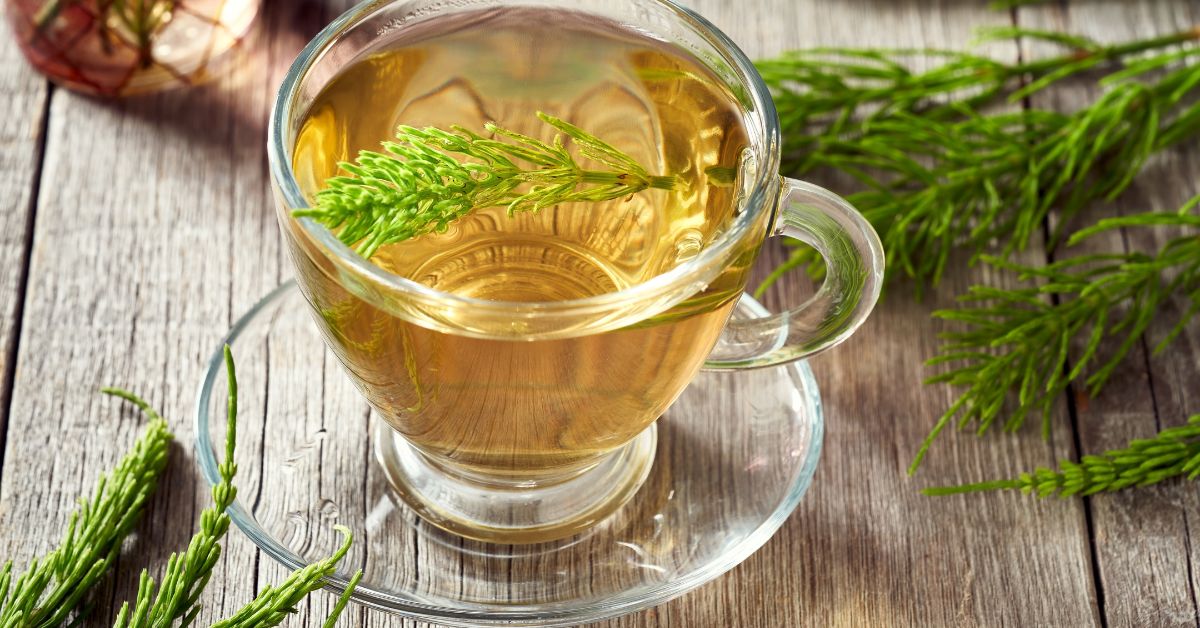 Cola de caballo: beneficios, propiedades medicinales y recomendaciones de uso