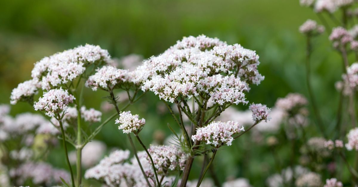 Descubra os Segredos da Valeriana: O Aliado Natural do Seu Bem-Estar