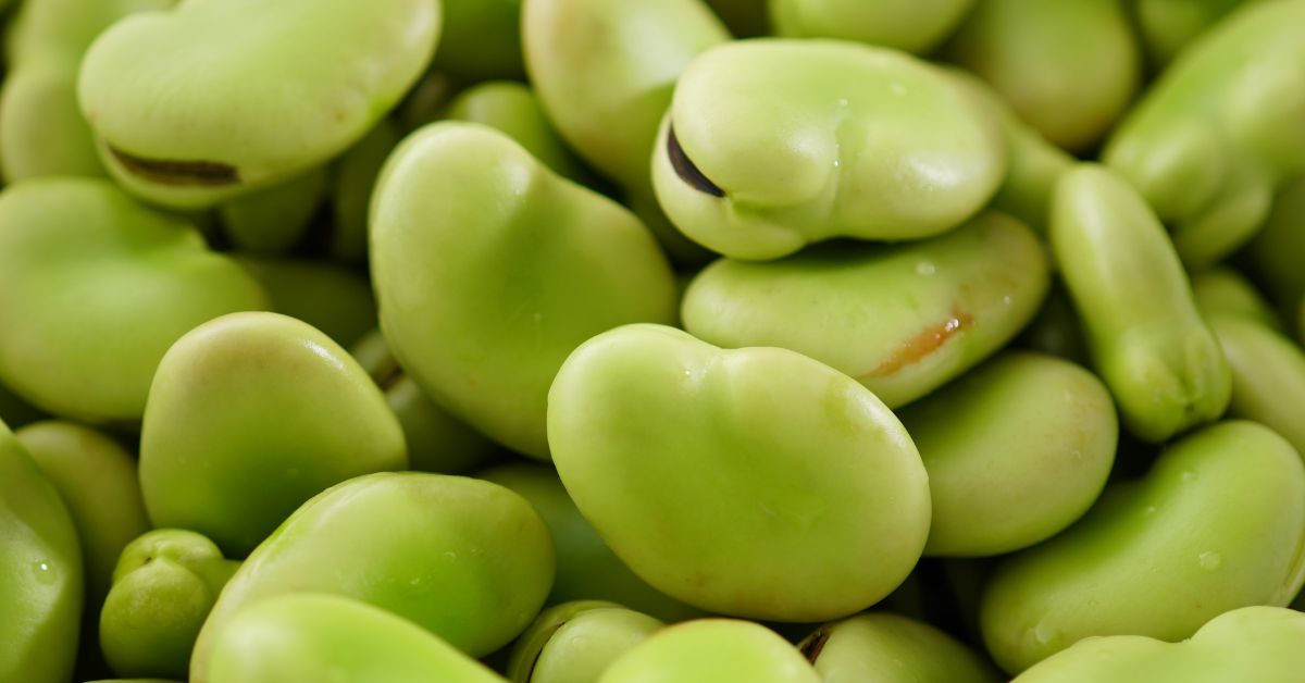 Favas: O Superalimento Versátil que Transforma a Tua Saúde e Cozinha!